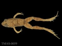 藏品(澤蛙)的圖片